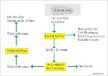 Image result for Sputum For AFB Test