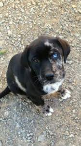 All Black Catahoula Leopard Dog Catahoula Mix Catahoula Leopard Dog Unique Dog Breeds Crazy Dog Lady