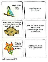 Adaptations Matching Game By Science Doodles Science Doodles Matching Games Science