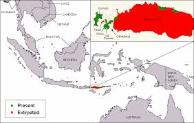 komodo dragon wikipedia