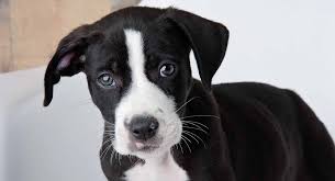 In general, a full grown beagle lab mix will be a medium sized dog that about 19 to 24 inches and 25 to 45 pounds. Pitbull Lab Mix Have You Discovered The Bullador