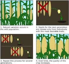 To begin, select the artificial selection option. The Other Green R Evolution