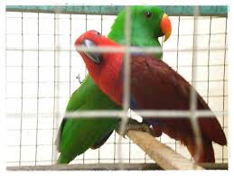 36 Gambar Burung Lovebird Lucu Gokil Simple Dan Minimalis
