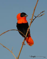 Black Bird With Orange Stripe On Wing Obispo Anaranjado Orange Bishop Euplectes Franciscanus Beautiful Birds Birds Bird