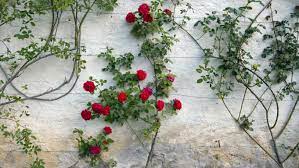 Do climbing roses bloom all year. How To Train And Grow Climbing Roses