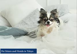 Finding an affordable vet clinic is an essential part of owning a pet. Dog Vets Near Me Cheap Online