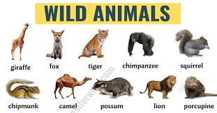 These emails will have top priority. Wild Animals List Of 45 Wild Animals Names In English Esl Forums
