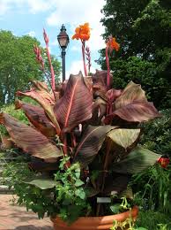 Overwintering cannas in pots uk. Pin On Tropical Garden