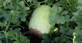 Common Pests and Disease Problems of Watermelons | luv2garden.com