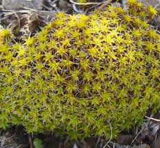 Image result for Tricalysia sp. E