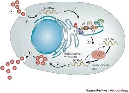 About 3.9 million people in the u.s. Replication Of Hepatitis C Virus Nature Reviews Microbiology