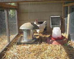 قن الدجاج الصغير نبني أنفسنا balancedfoodandfuel org