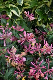 Check spelling or type a new query. Find Plants Squak Mt Greenhouses Nursery Honeysuckle Plant Honeysuckle Flower Honeysuckle