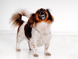 Mainly residential area within easy reach of canary wharf and the city. Barking When Left Alone Petfinder