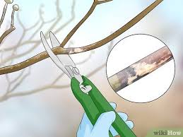Crossing, badly formed or damaged branches should be removed back to a main branch. How To Prune A Dogwood 9 Steps With Pictures Wikihow