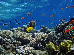 Pin On Under The Sea