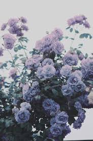 Pastel Purple Flower Background Tumblr The Adventures Of Lolo A collection of the top 51 purple floral wallpapers and backgrounds available for download for free. the adventures of lolo