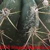 If your cactus is turning yellow at the top(chlorotic tissue), it could be a number of different things. Https Encrypted Tbn0 Gstatic Com Images Q Tbn And9gctcml4byd9 8c0piq Ivka2u2aigypuzmpddrwtgmvab4rxodlf Usqp Cau