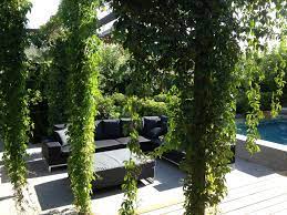 Pergola Draped In Parthenocissus Quinquefolia Virginia Creeper Uteplats