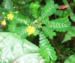 Mukkutty Plant Leaves Plants Houseplants