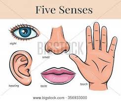 Eye, ear, hand, nose and mouth with tongue. Five Human Senses Vector Photo Free Trial Bigstock