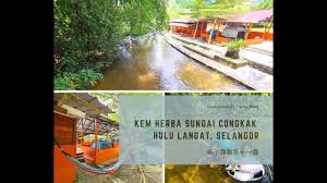 Maybe you would like to learn more about one of these? Camping At Kem Herba Sungai Congkak Hulu Langat Youtube