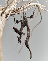 Image result for Heteromorpha stenophylla