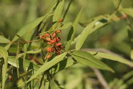 Image result for Searsia leptodictya