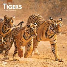 Tigers Wall Calendar Year Of The Tiger Tiger Dog Calendar