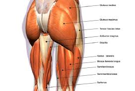 A complete list of muscular system quizzes; Hip Muscles The Definitive Guide Biology Dictionary