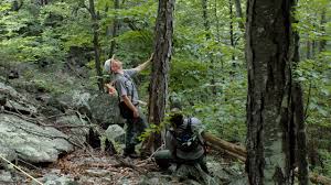 More than 800 species grow in the rainforests of west malaysia while an incredible 2500 types grow in borneo's sabah and sarawak. Deadly Imports In One U S Forest 25 Of Tree Loss Caused By Foreign Pests And Disease Science Aaas