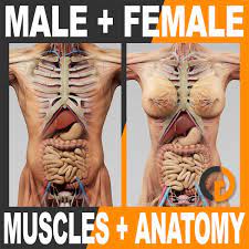 The vagina is located posterior to the urinary bladder and urethra, and anterior to the rectum. Human Male And Female Anatomy Body Muscles Skeleton And Internal Organs Characters Edgemix
