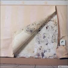 Construction Renovation Maison Salpetre Humidite Mur Peinture Anti Humidite