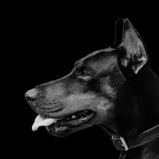 Doberman Colors Common Rare Colors Patterns