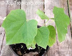 Image result for Sterculia appendiculata