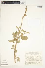 Image result for Achyrospermum schimperi