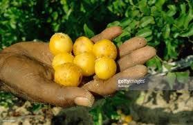 Image result for Ximenia afra