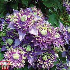 The best time to prune these plants is late summer, right after they bloom. 1 Clematis Taiga Clematis Florida Taiga Old Man S Beard Hardy Shrub Exotic Show Stopping Climber Ideal For Walls Fences And Trellises Easy To Grow And Maintain 7cm Pot By Thompson And Morgan