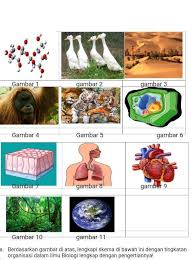 Sebutkan tingkat organisasi dalam biologi! Berdasarkan Gambar Di Atas Lengkapi Skema Di Bawah Ini Dengan Tingkatan Organisasi Dalam Ilmu Brainly Co Id