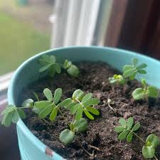 Image result for Mimosa mossambicensis