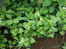 Image result for Fagopyrum