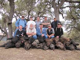 Feral hogs are highly adaptable. Hog Hunts In Texas