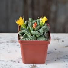 Image result for Nananthus vittatus