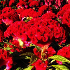 Image result for Celosia nervosa