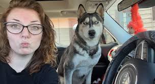 Male husky at Laos Center needs grooming and care