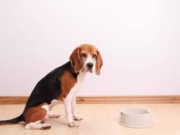 The ingredients used in healthy pets digestive enzymes are human grade. All About Digestive Enzymes For Dogs Petmd