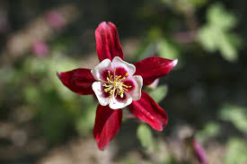 These plants reward growers with a carpet of crisp white flowers; 25 Best Red Flowers For Gardens Red Perennials And Annuals