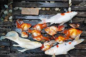 This might seem to be a natural way, but it isn't and can be harmful to the ecosystem of the water that the fish are being released into. Dead Koi Fish Diseases Infected Stock Photo Image Of Life Japanese 133845644