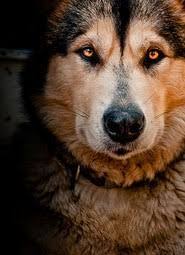 Image Result For Island Of The Blue Dolphins Karana S Dog Dog Names Alaskan Dog Malamute Dog