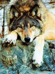 Wolves Photo Big Beautiful Wolf Beautiful Wolves Wolf Photos Animals Beautiful